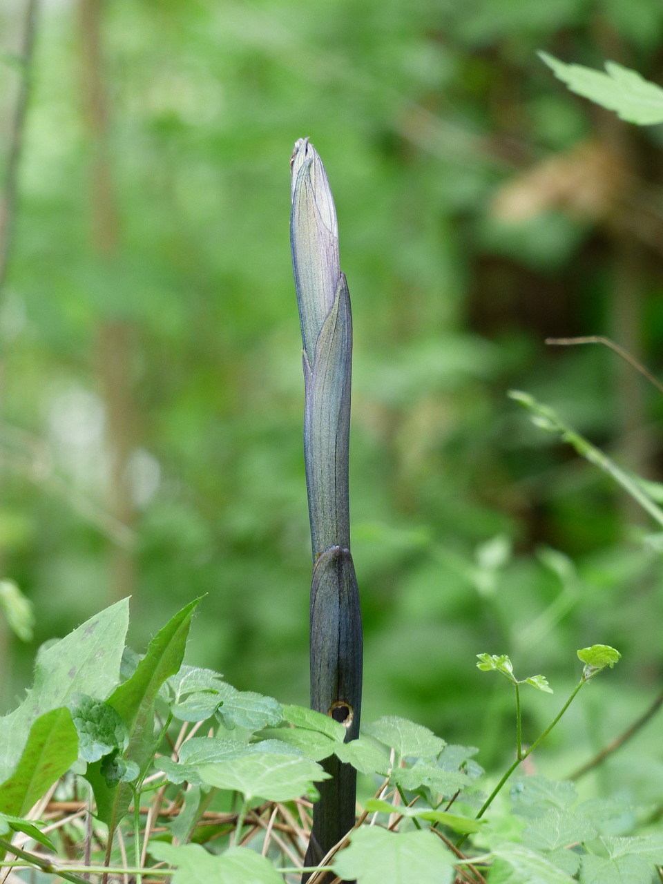 Skonis, Variklis, Stiebas, Dygsta, Augalas, Tikrą Salomono Antspaudą, Polygonatum Odoratum, Kvepianti Multiflorum, Nemokamos Nuotraukos,  Nemokama Licenzija