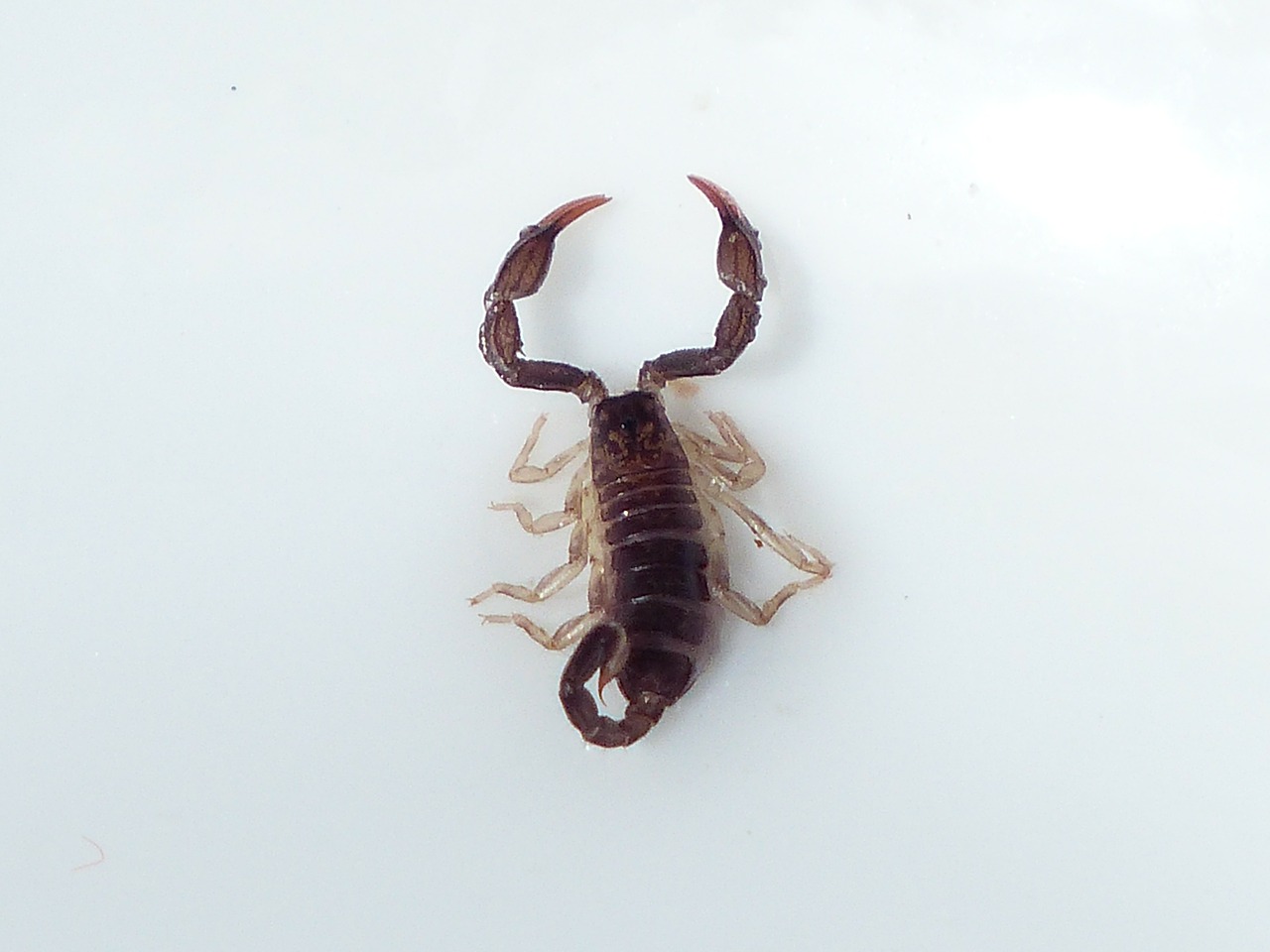 Skorpionas, Gyvūnas, Šerti, Toksiškas, Euscorpius Italicus, Chactidae, Skorpionai, Arachnid, Arachnida, Euscorpius