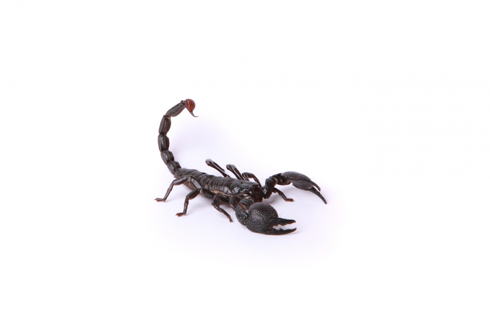 Skorpionas,  Skorpionas Ant Balto Fono, Nemokamos Nuotraukos,  Nemokama Licenzija