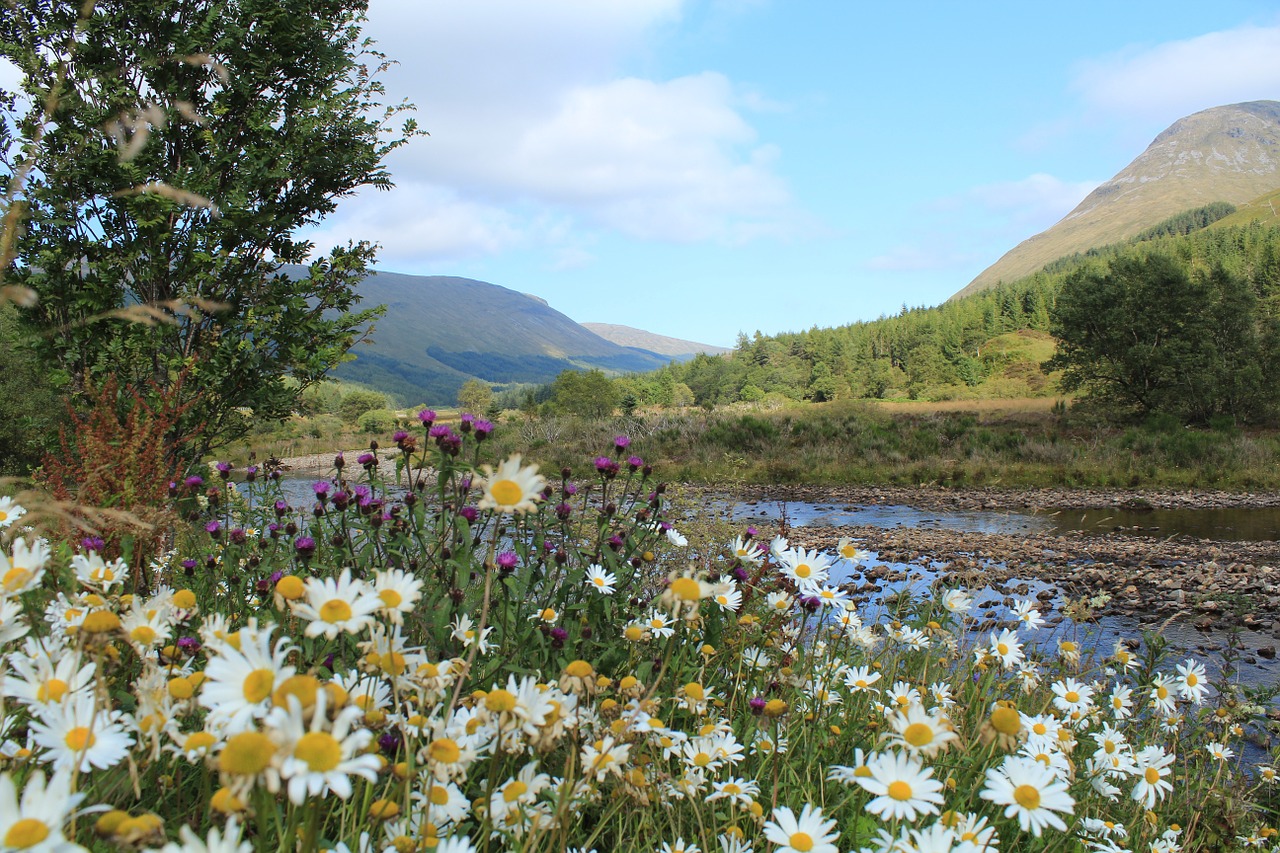 Škotija, Aukštumų Ir Salų, Kraštovaizdis, Gėlės, Nemokamos Nuotraukos,  Nemokama Licenzija