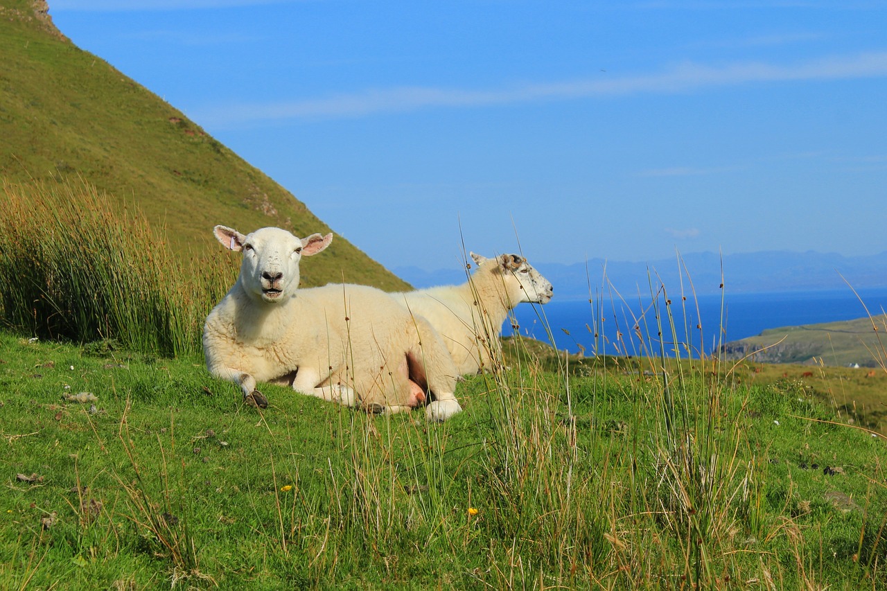 Škotija, Isle Of Skye, Avys, Kraštovaizdis, Kalnai, Jūra, Nemokamos Nuotraukos,  Nemokama Licenzija