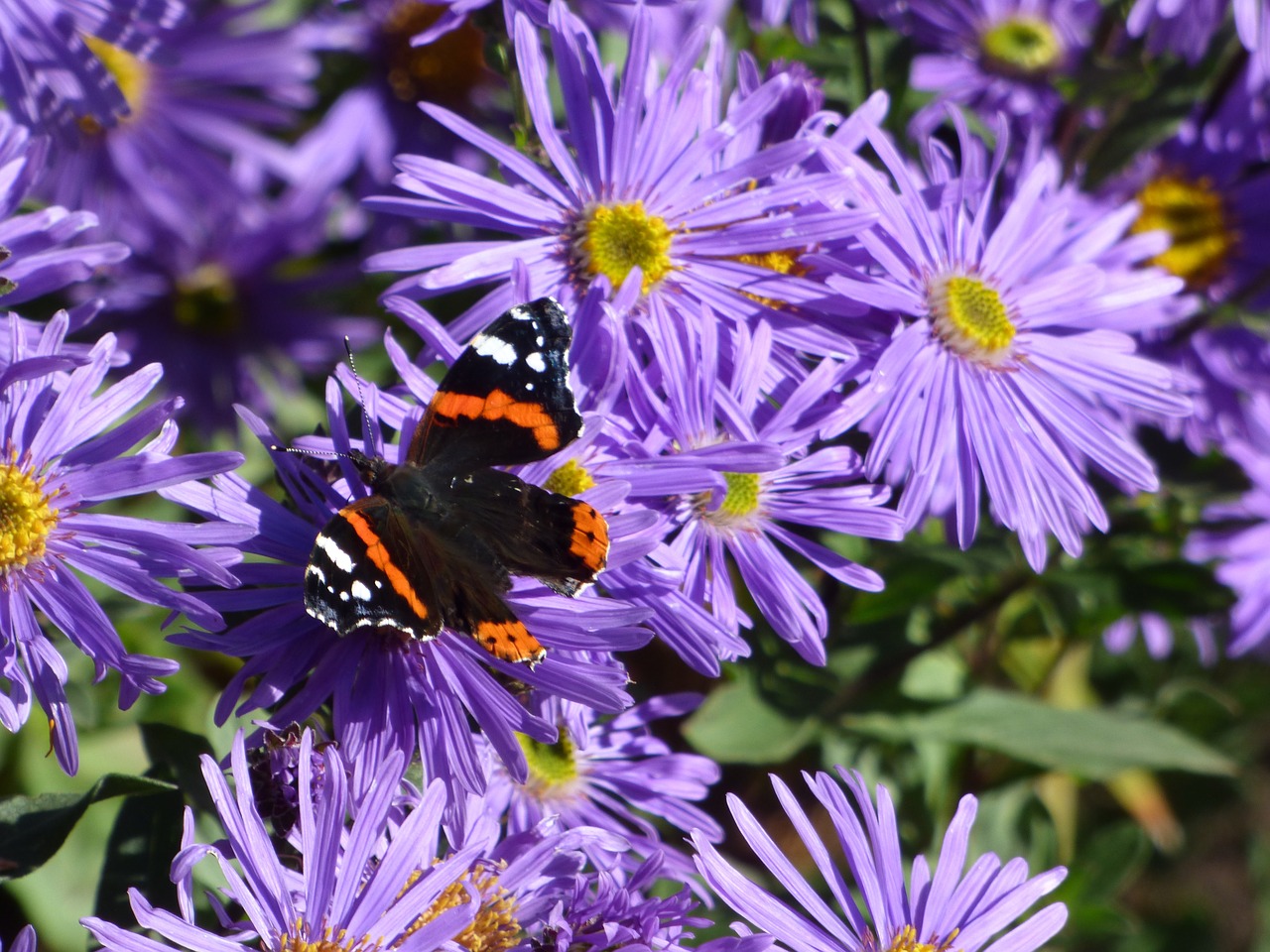 Škotija, Gėlės, Drugelis, Violetinė, Žiedas, Škotų, Turizmas, Peizažas, Kelionė, Lauke