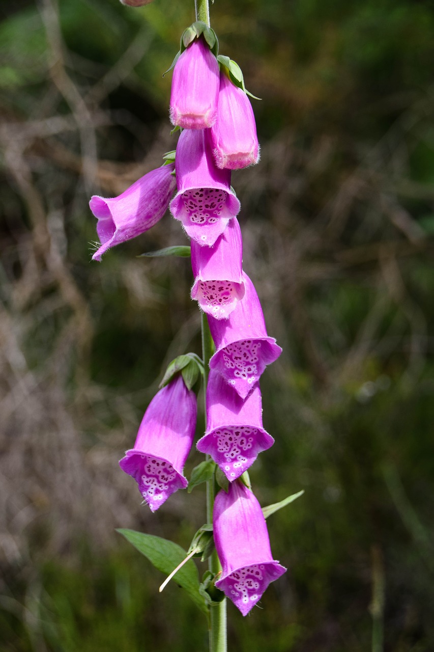 Škotija, Aberdeenshire, Dee-Tal, Gėlė, Miškas, Antgalis, Digitalis, Violetinė, Nemokamos Nuotraukos,  Nemokama Licenzija