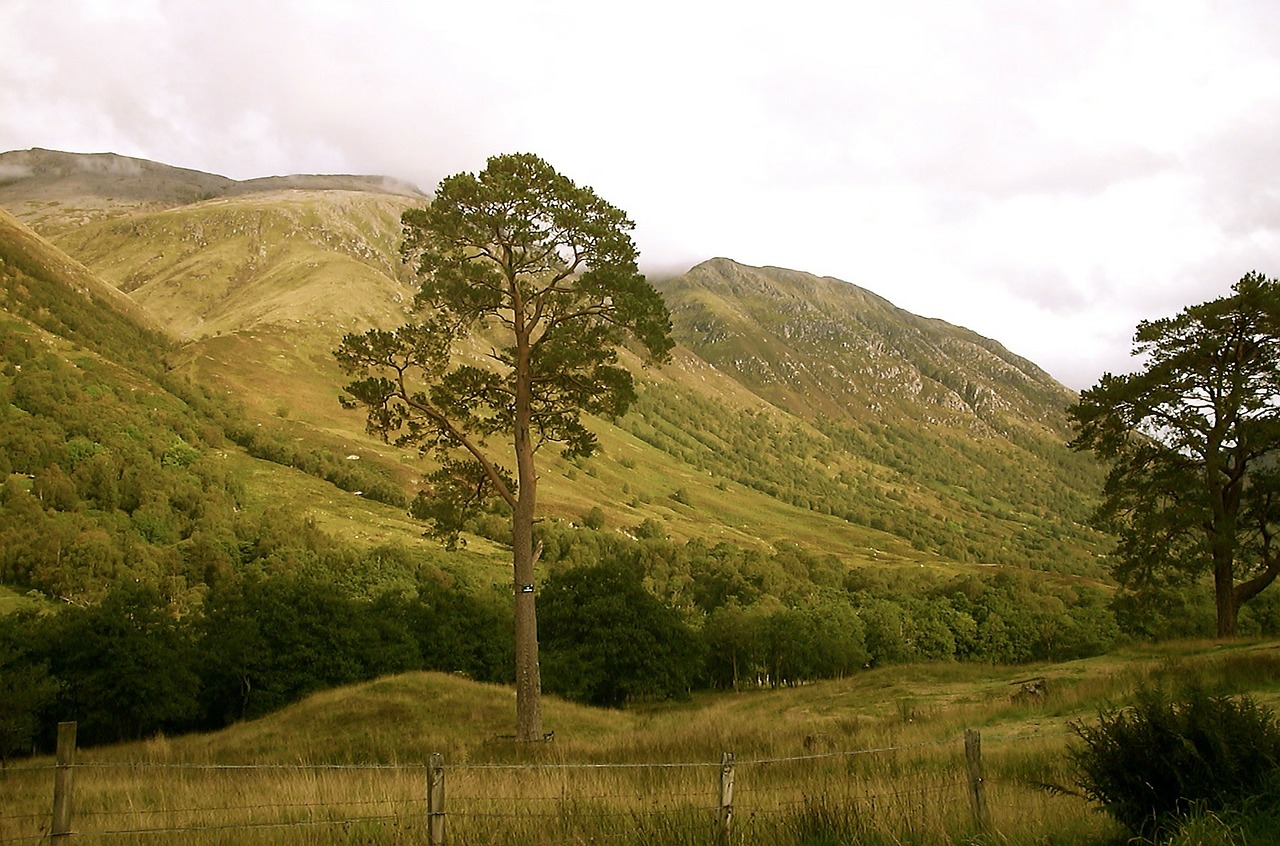 Škotija, Aukštumų Ir Salų, Gamta, Medis, Kalnai, Kraštovaizdis, Nemokamos Nuotraukos,  Nemokama Licenzija