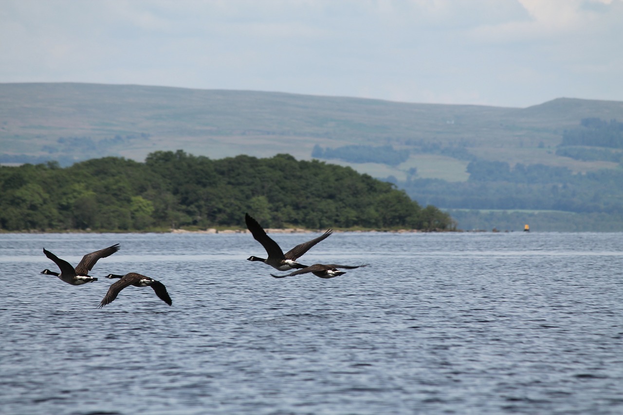 Škotija, Loch Lomond, Ežeras, Paukščiai, Nemokamos Nuotraukos,  Nemokama Licenzija