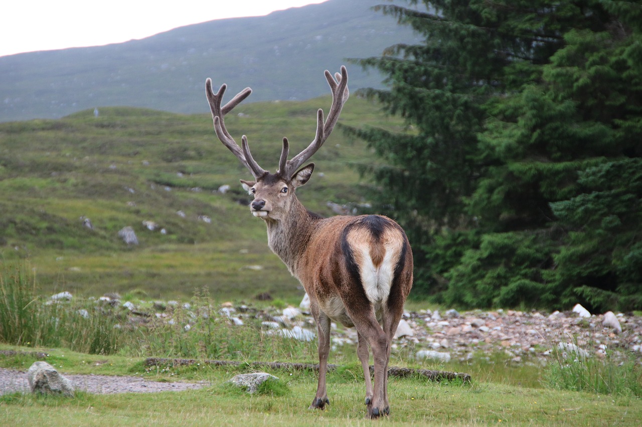 Škotija, Glencoe, Ežeras, Nemokamos Nuotraukos,  Nemokama Licenzija