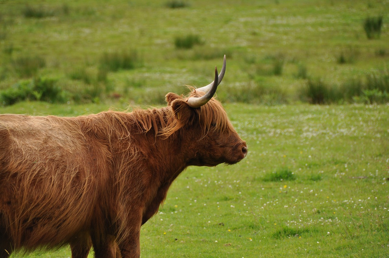 Škotija,  Highlander,  Karvė,  Ragai,  Gamta, Nemokamos Nuotraukos,  Nemokama Licenzija
