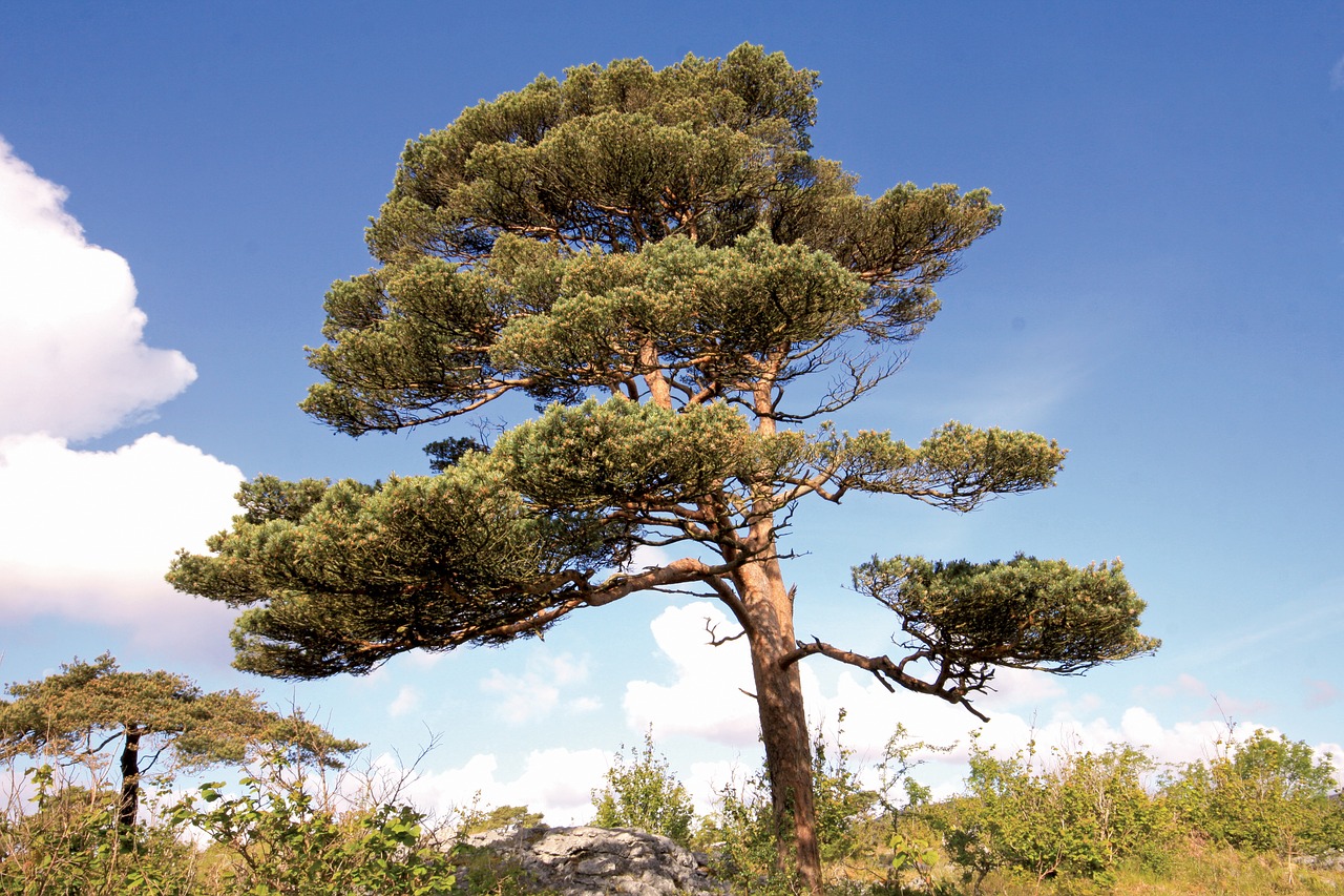 Škotų Pušis, Pinus Sylvestris, Burren, Clare, Airija, Gamta Ireland, Nemokamos Nuotraukos,  Nemokama Licenzija
