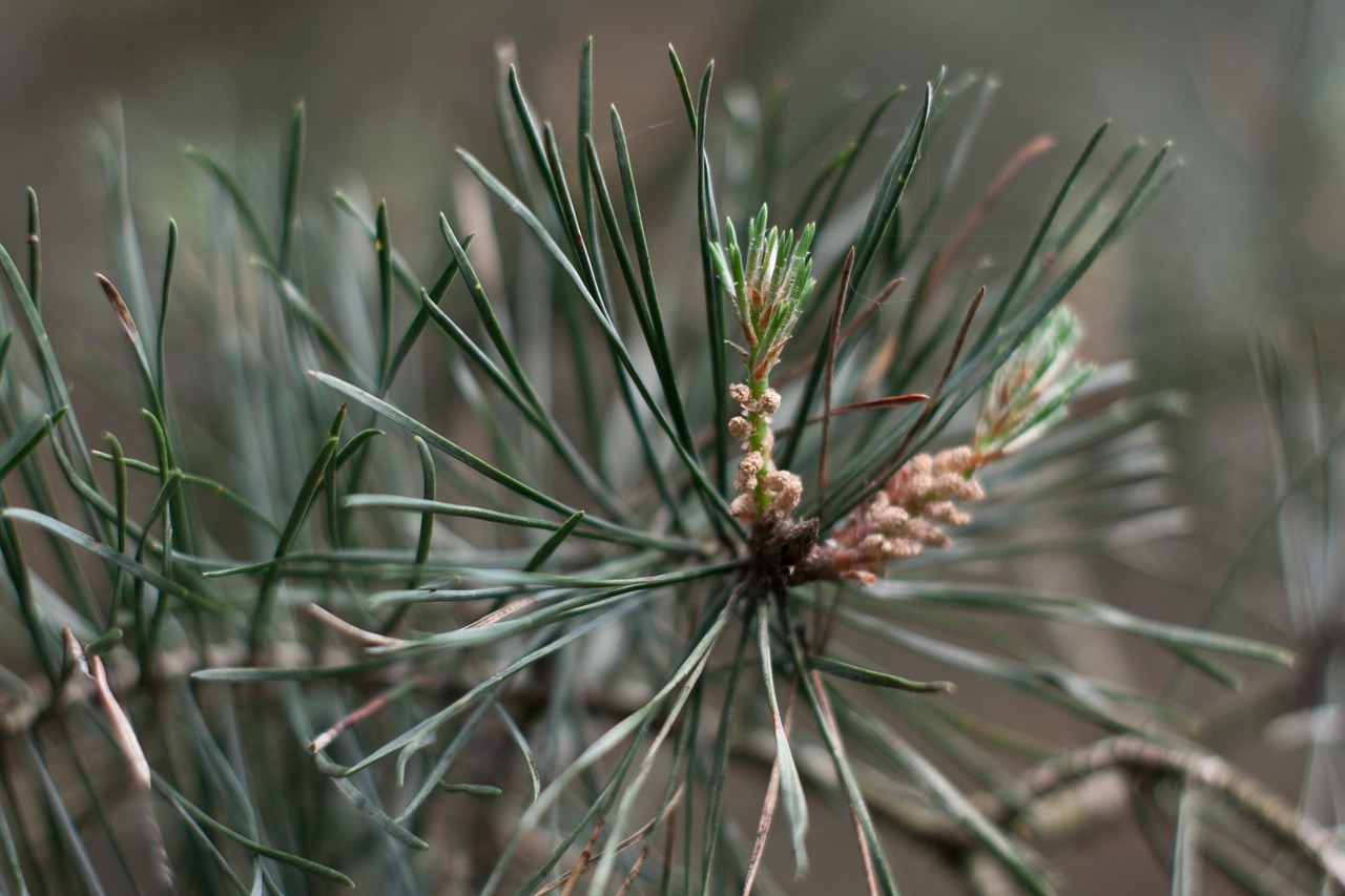 Škotų Pušis, Lapai, Medis, Pušis, Nemokamos Nuotraukos,  Nemokama Licenzija