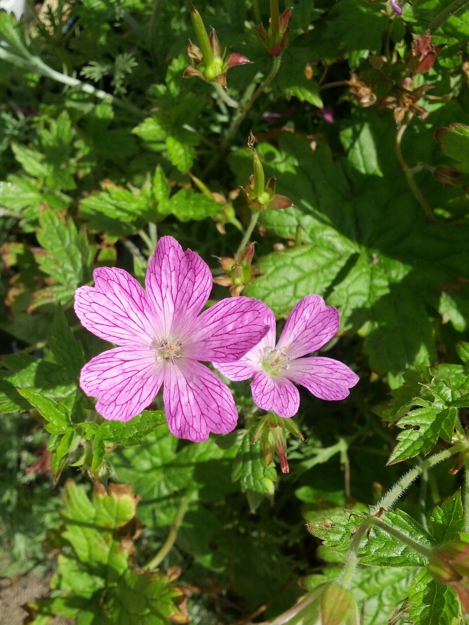 Škotų Violetinė, Gėlė, Gamta, Rožinis, Nemokamos Nuotraukos,  Nemokama Licenzija