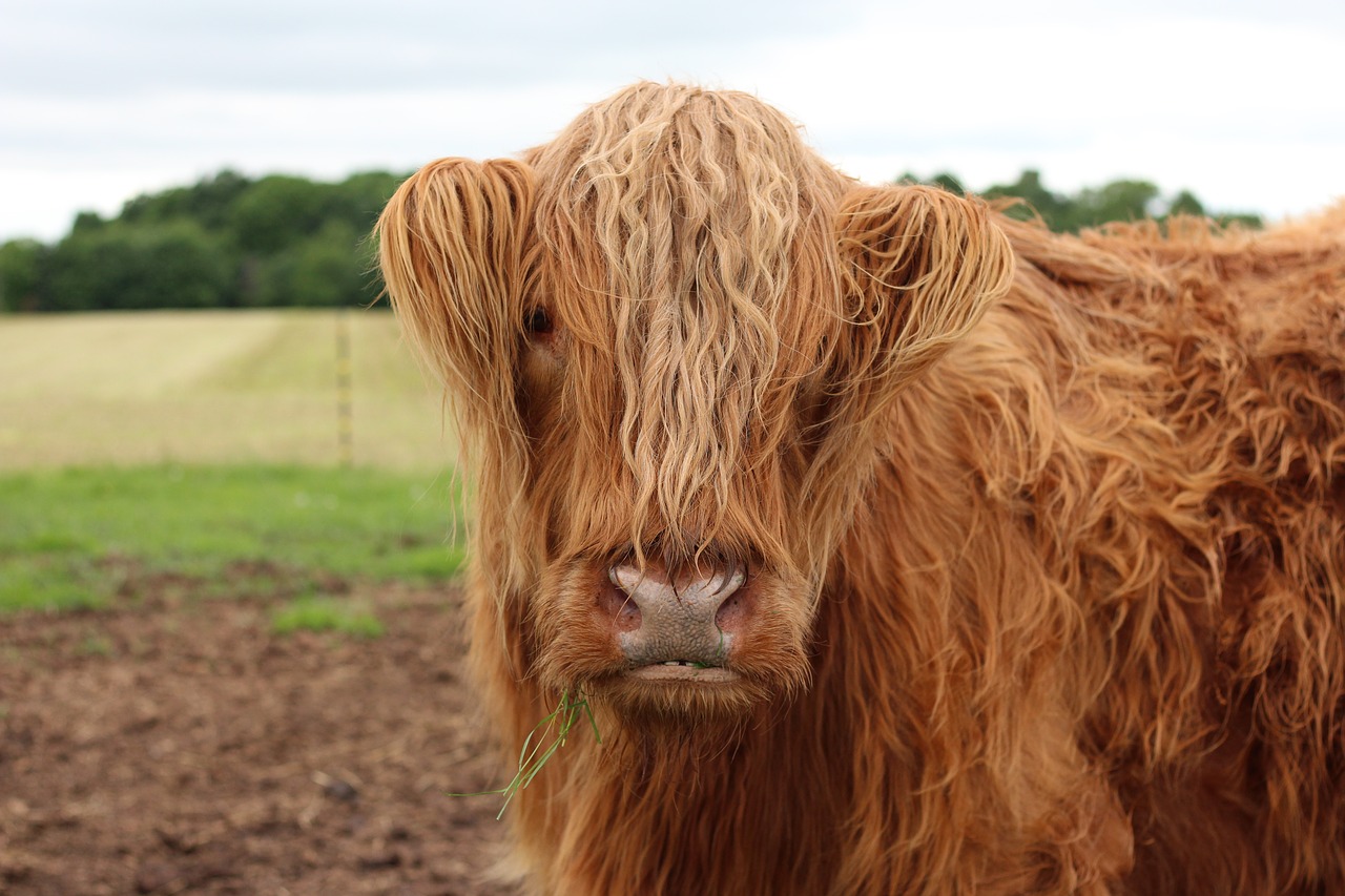 Škotijos,  Karvė,  Gyvūnas,  Highlander,  Galvijų,  Gyvuliai, Nemokamos Nuotraukos,  Nemokama Licenzija