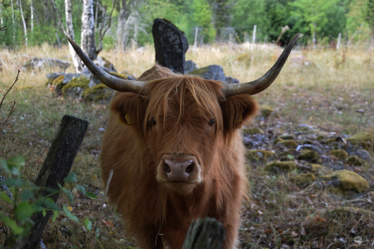 Škotijos,  Aukštumos,  Jautiena,  Gyvūnas,  Ganyklos,  Galvijų,  Ragai,  Karvė, Nemokamos Nuotraukos,  Nemokama Licenzija