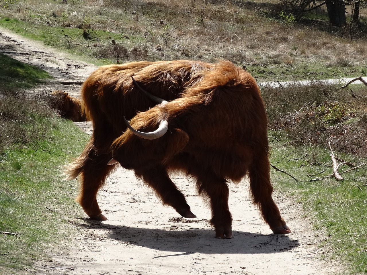 Škotų Kalnakasė,  Highlander,  Jautiena,  Gamta,  Karvės,  Jaučiai,  Kraštovaizdis,  Žinduolis,  Veršeliai,  Karvė