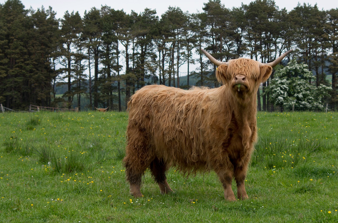 Škotiškas Hochlandrindas, Highland Beef, Highlander, Modelis, Kailis, Pieva, Ganykla, Karvė, Stiprus, Ragai