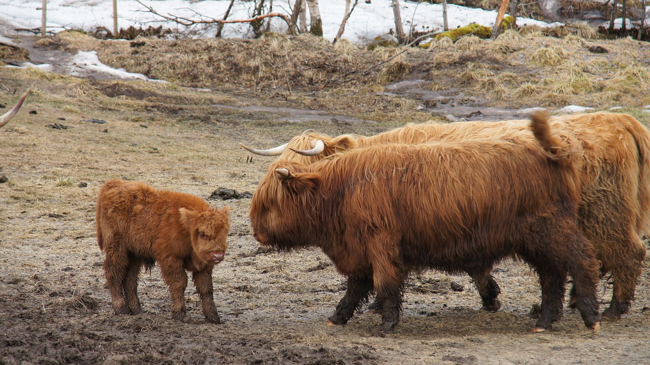 Škotiškas Hoylansdfe, Šiaurės Norvegija, Rami Gyvūnai, Nemokamos Nuotraukos,  Nemokama Licenzija