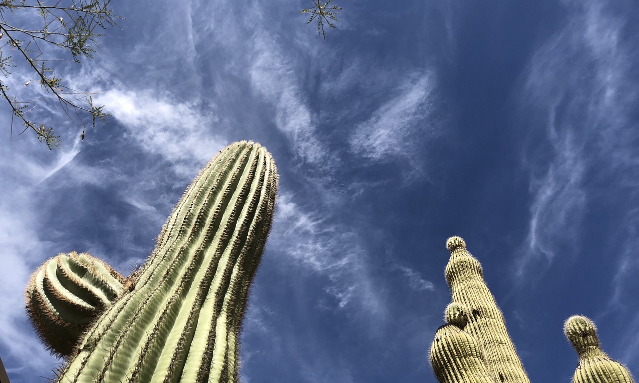 Scottsdale,  Kaktusas,  Dangus, Nemokamos Nuotraukos,  Nemokama Licenzija