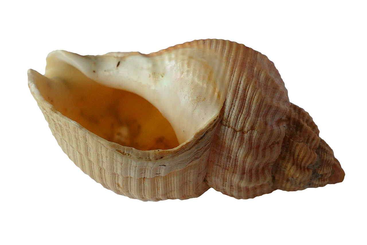 Jūra, Lukštas, Clam, Vandenynas, Jūrų Kriauklės, Papludimys, Smėlis, Gamta, Mollusk, Pajūris