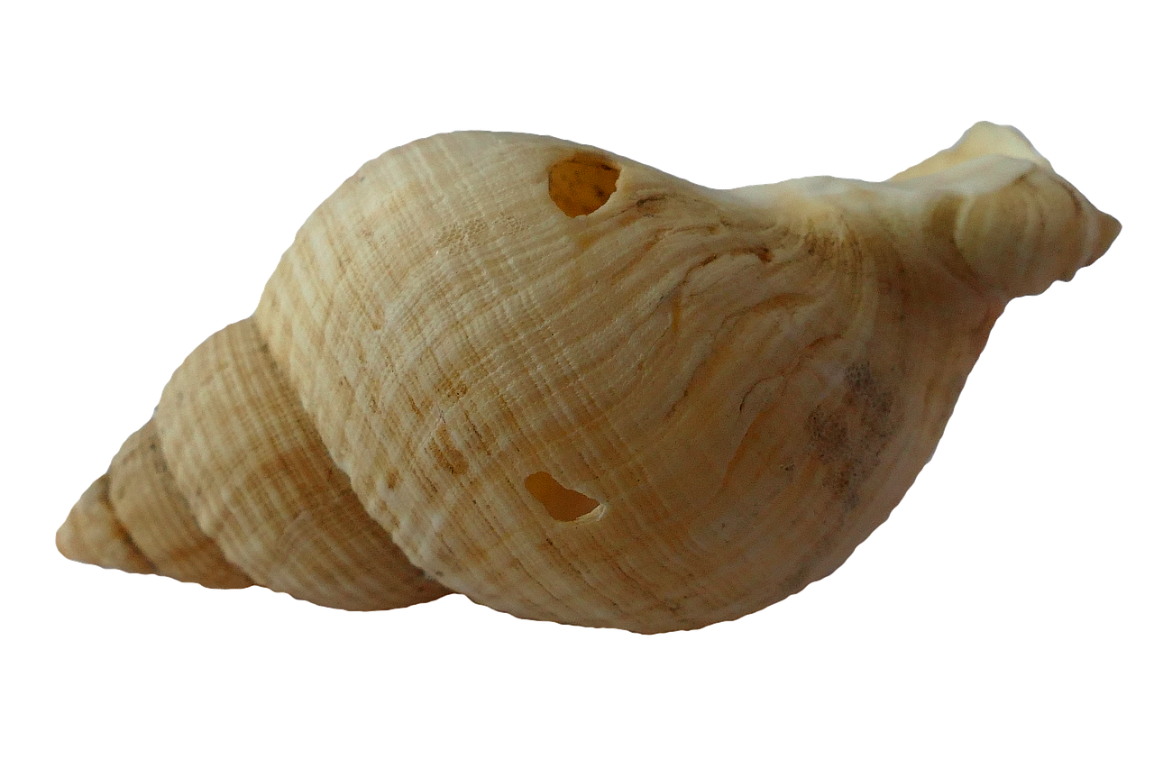 Jūra, Lukštas, Clam, Vandenynas, Jūrų Kriauklės, Papludimys, Smėlis, Gamta, Mollusk, Pajūris