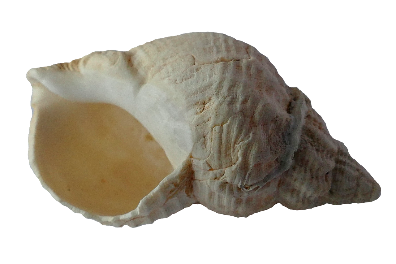 Jūra, Lukštas, Clam, Vandenynas, Jūrų Kriauklės, Papludimys, Smėlis, Gamta, Mollusk, Pajūris