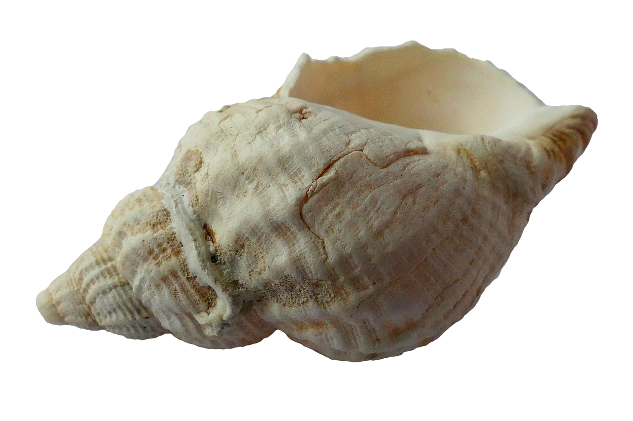 Jūra, Lukštas, Clam, Vandenynas, Jūrų Kriauklės, Papludimys, Smėlis, Gamta, Mollusk, Pajūris