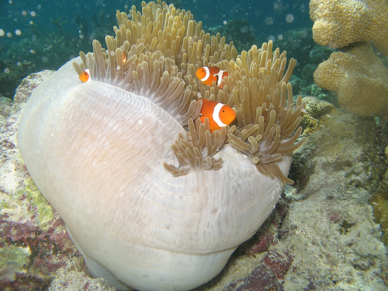 Jūra, Minnows, Jūros Anemonis, Povandeninis, Spalva, Gamta, Nemokamos Nuotraukos,  Nemokama Licenzija