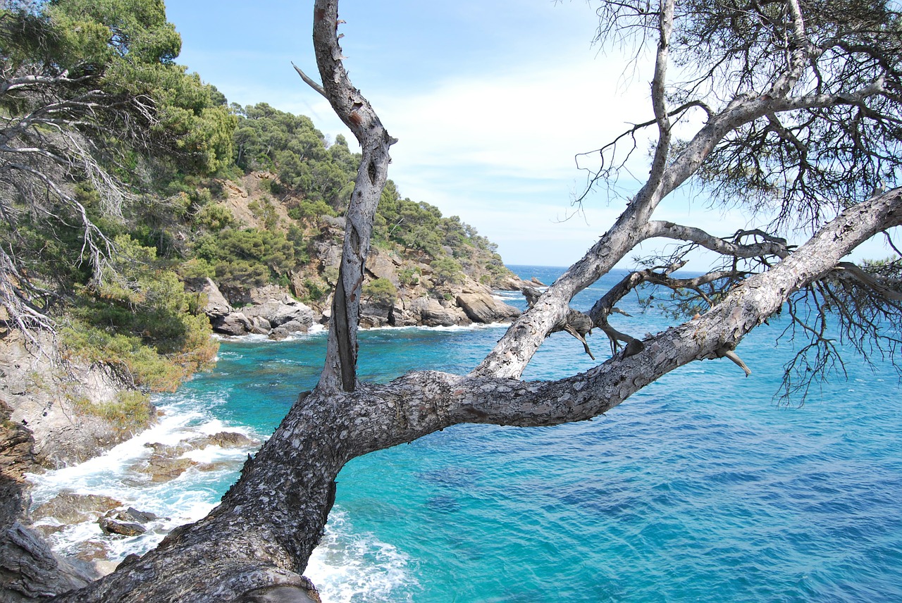 Jūra, Medis, Azure Mėlynas, Corniche, Azure, Gamta, Vaizdas, Prancūzijos Riviera, Nemokamos Nuotraukos,  Nemokama Licenzija