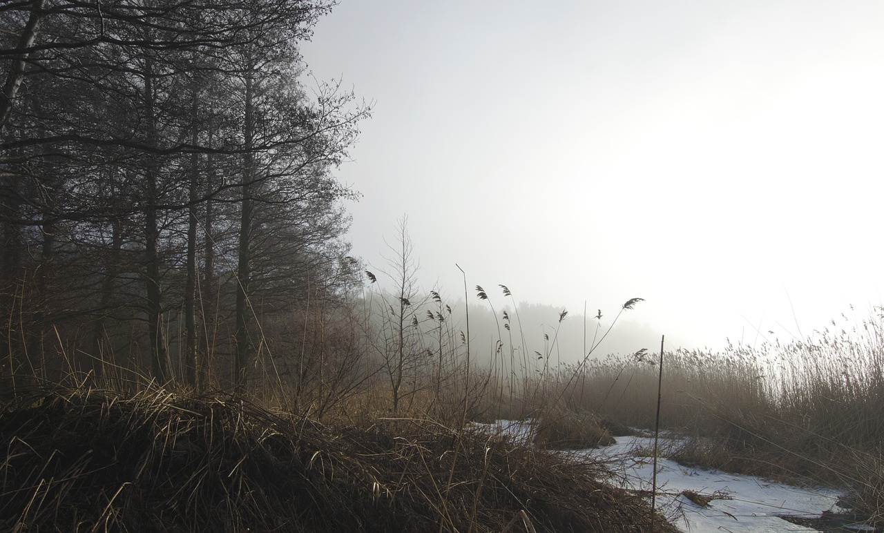 Jūra, Migla, Peizažai, Šaltis, Rudens Rūkas, Gamta, Nemokamos Nuotraukos,  Nemokama Licenzija