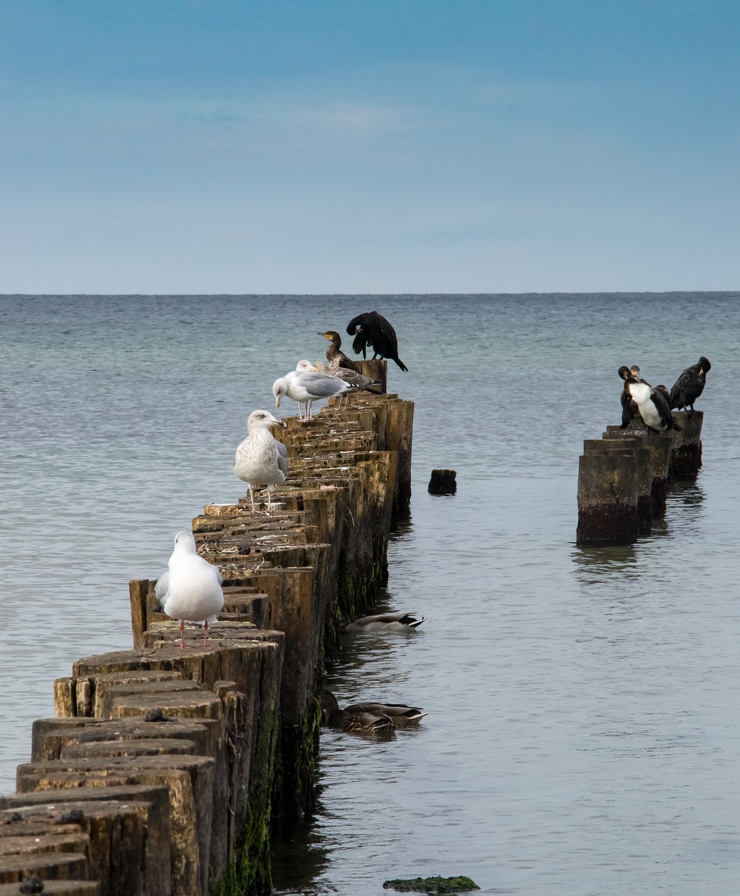 Jūra, Paukščių Seagulls, Stovėti, Vandens Paukštis, Akmenys, Nemokamos Nuotraukos,  Nemokama Licenzija