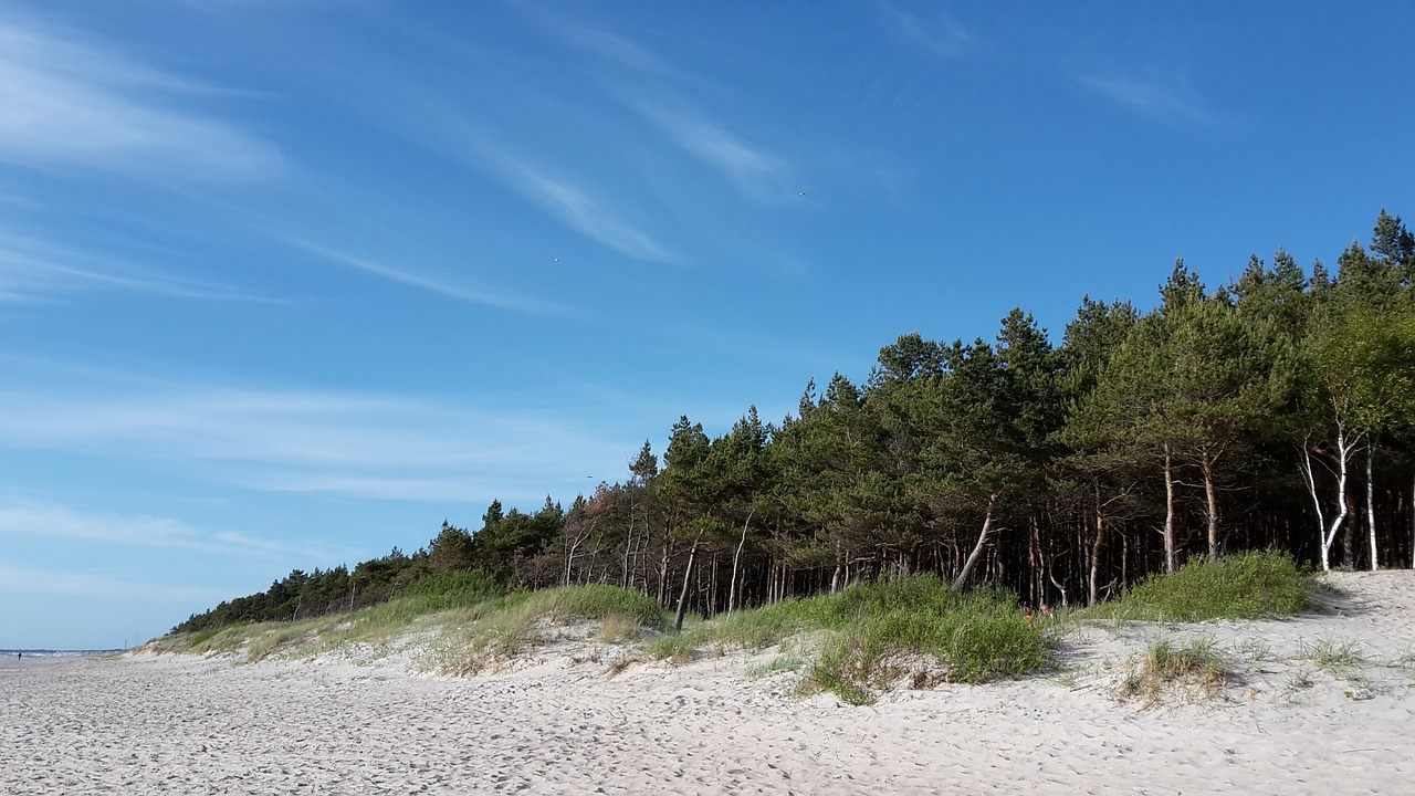 Sea,  Beach,  Baltika,  Palanga,  Lithuania,  Pine,  Sky, Nemokamos Nuotraukos,  Nemokama Licenzija