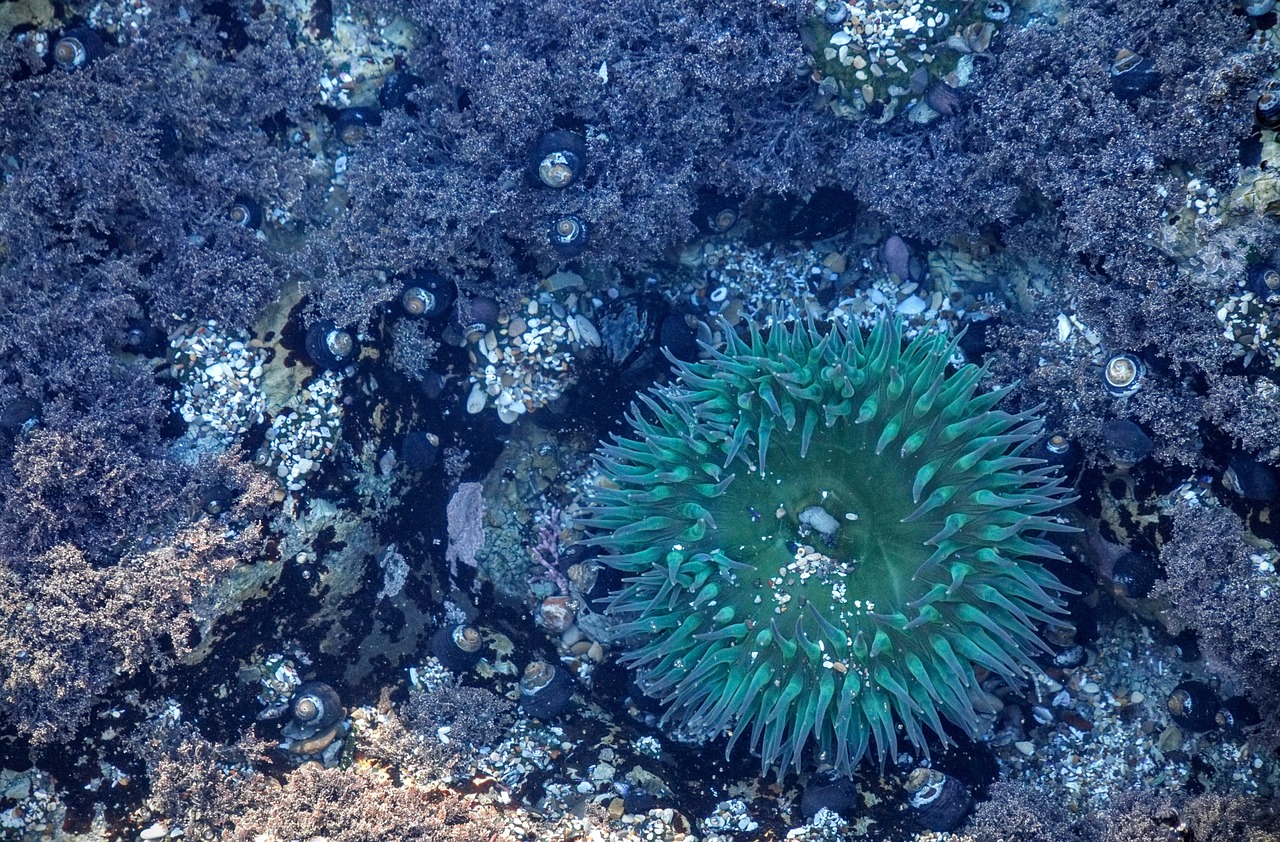 Jūros Anemonis, Anemonis, Rifas, Okeaninis, Povandeninis, Jūros Gyvenimas, Akvariumas, Čiuptuvas, Sūrus Vanduo, Vandens