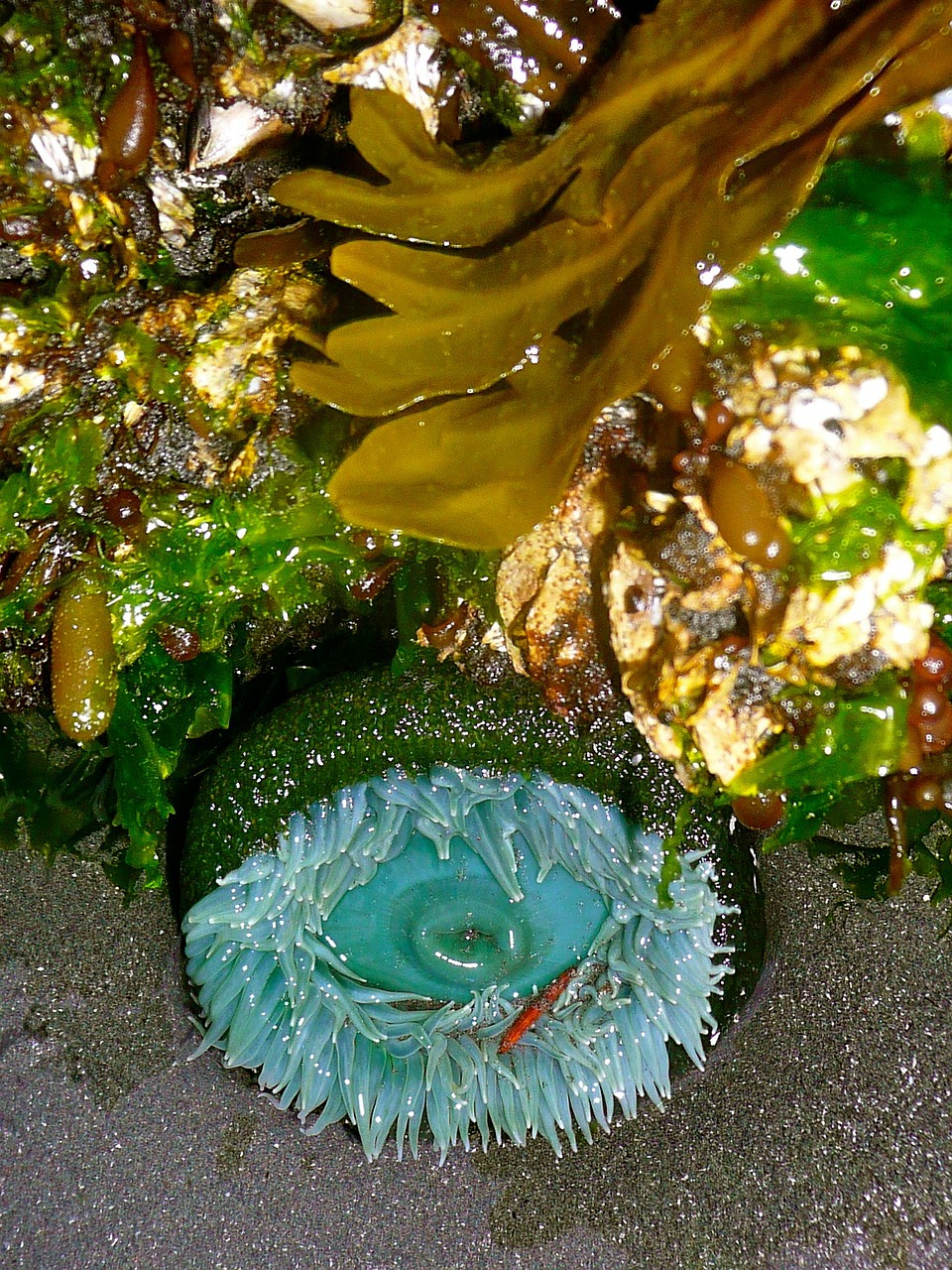 Jūros Anemonis, Tidepool, Jūros Dumbliai, Augalas, Natūralus, Botanikos, Ekologiškas, Botanika, Žolė, Žemdirbystė