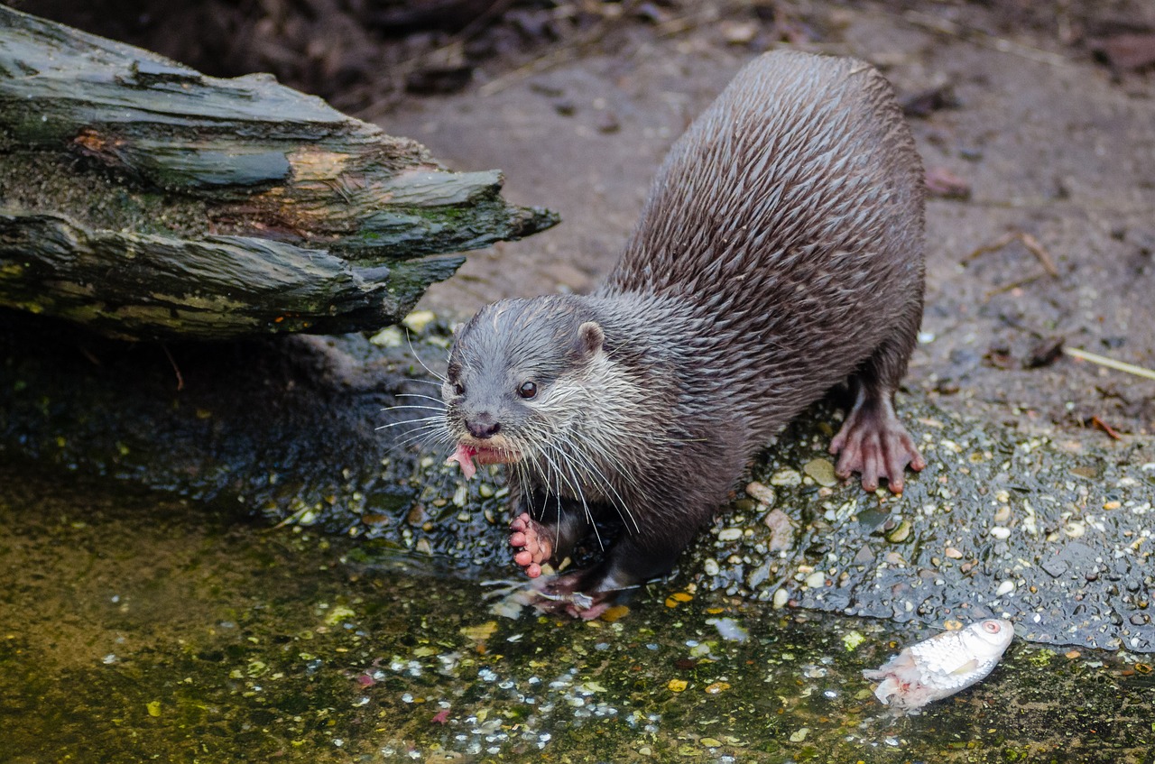 Jūrų Liūtas, Otariidas, Jūrų Žinduolis, Mėsėdis, Mažos Ausys, Gyvūnas, Gamta, Jūra, Vandenynas, Laukinis Gyvūnas