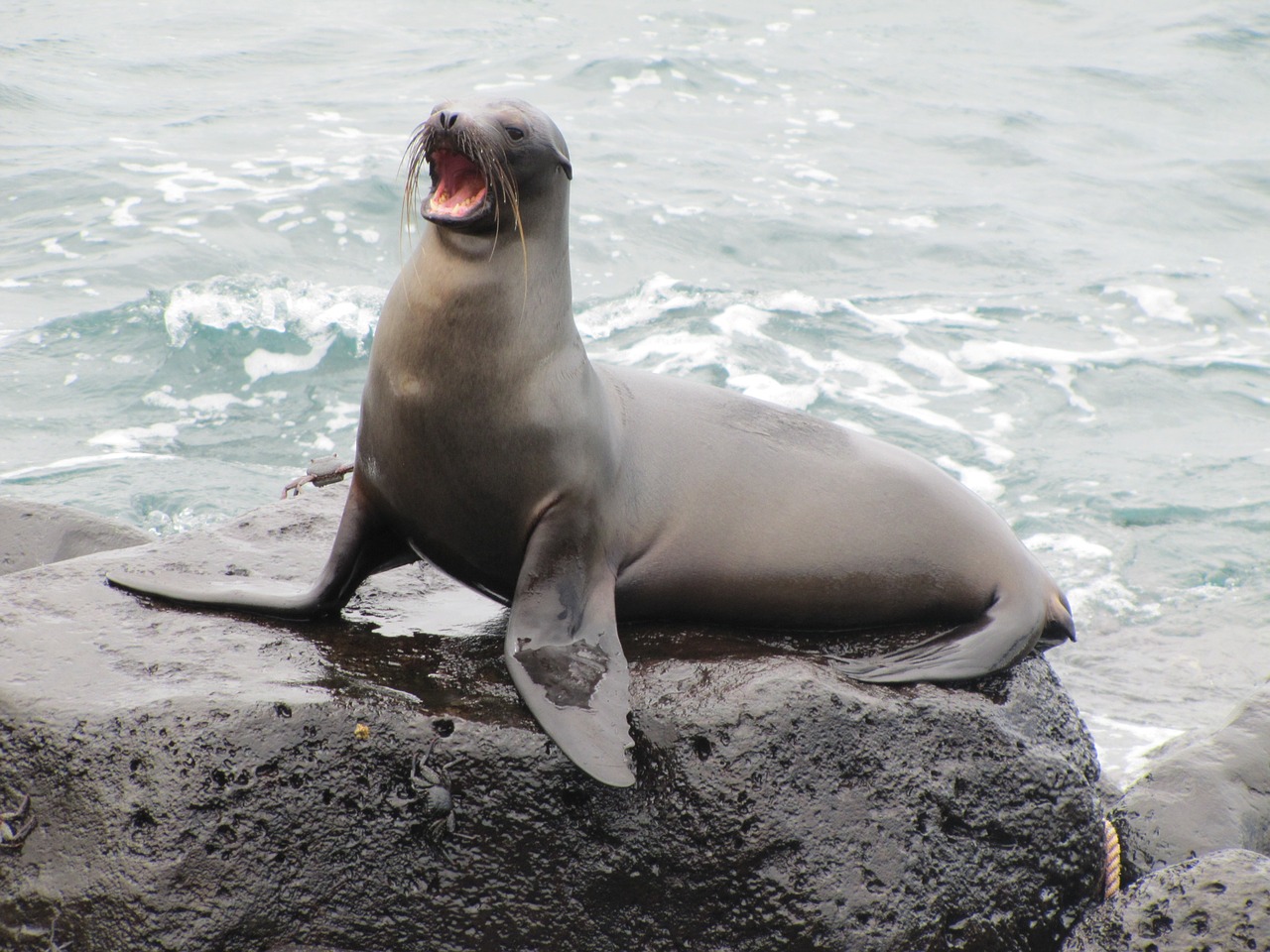 Jūrų Liūtas, Galapagai, Galaktikos Jūrų Liūtas, Zalophus Wollebaeki, Nemokamos Nuotraukos,  Nemokama Licenzija