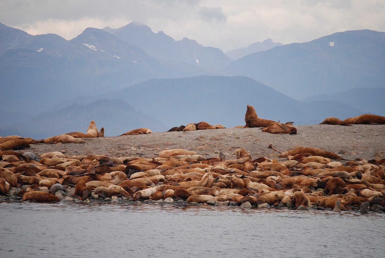 Juros Liutai, Juno Alaska, Alaska, Gyvūnai, Nemokamos Nuotraukos,  Nemokama Licenzija