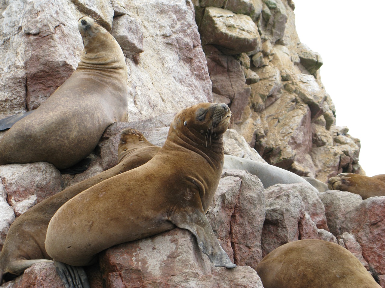 Jūrų Liūtai, Pisco, Parakas, Ballestas Salos, Peru, Nemokamos Nuotraukos,  Nemokama Licenzija