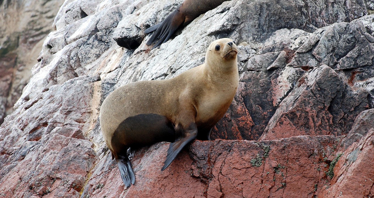 Jūrų Liūtai, Ballestas Salos, Parakas, Peru, Jūra, Nacionalinis Rezervas, Costa, Akmenys, Sala, Kelionė