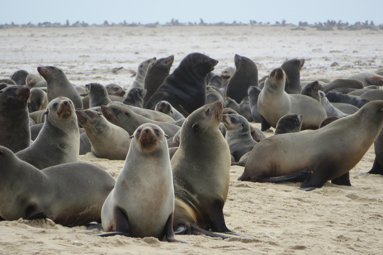 Juros Liutai, Ruoniai, Žinduoliai, Buriuotojai, Jūra, Papludimys, Kolonija, Namibija, Swakopmund, Walvis Bay