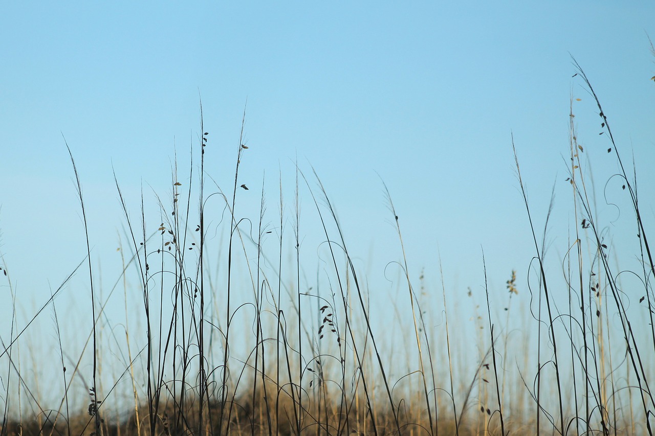 Jūrų Avižos, Seaoats, Jūra, Vandenynas, Papludimys, Gamta, Smėlis, Krantas, Pakrantės, Kelionė