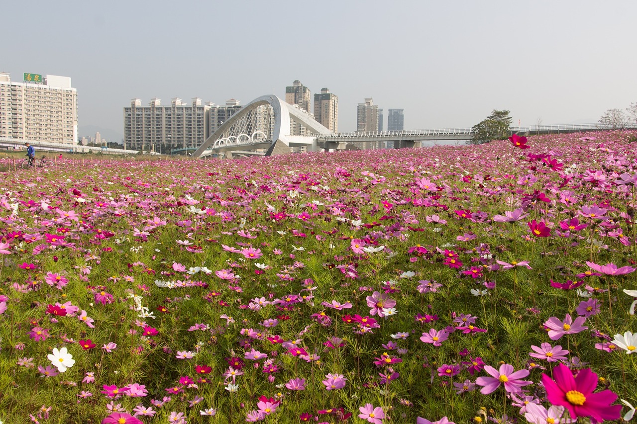 Gėlių Jūra, Taivanas, Saulės Sporto Parkas, Nemokamos Nuotraukos,  Nemokama Licenzija