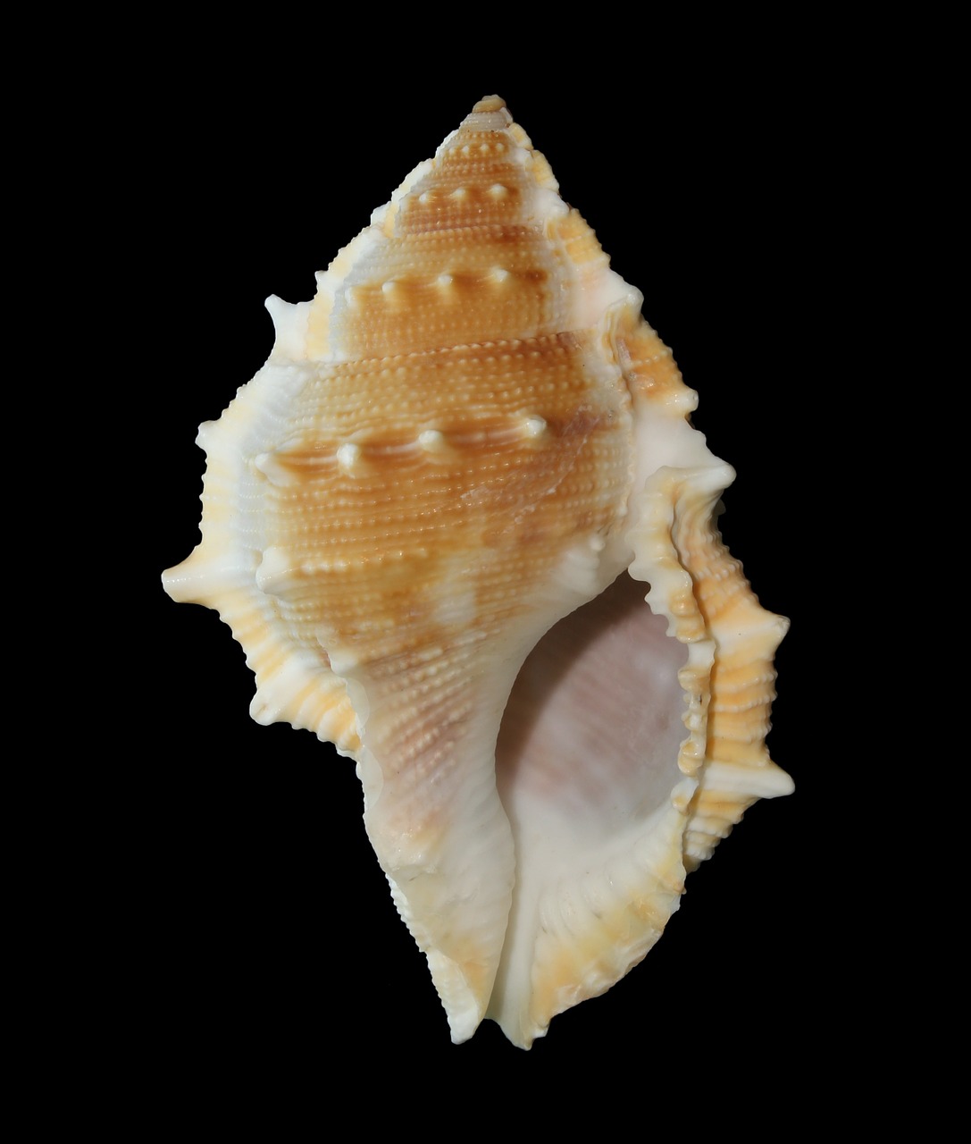 Jūrų Kriauklė, Mollusk, Vandenynas, Jūrų, Papludimys, Spiralė, Modelis, Bufonaria Perelegans Seashell, Nemokamos Nuotraukos,  Nemokama Licenzija