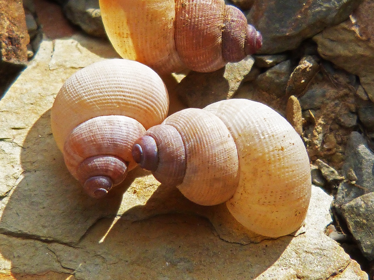 Jūrų Kriauklės, Žemė, Spiralė, Sraigė, Makro, Nemokamos Nuotraukos,  Nemokama Licenzija