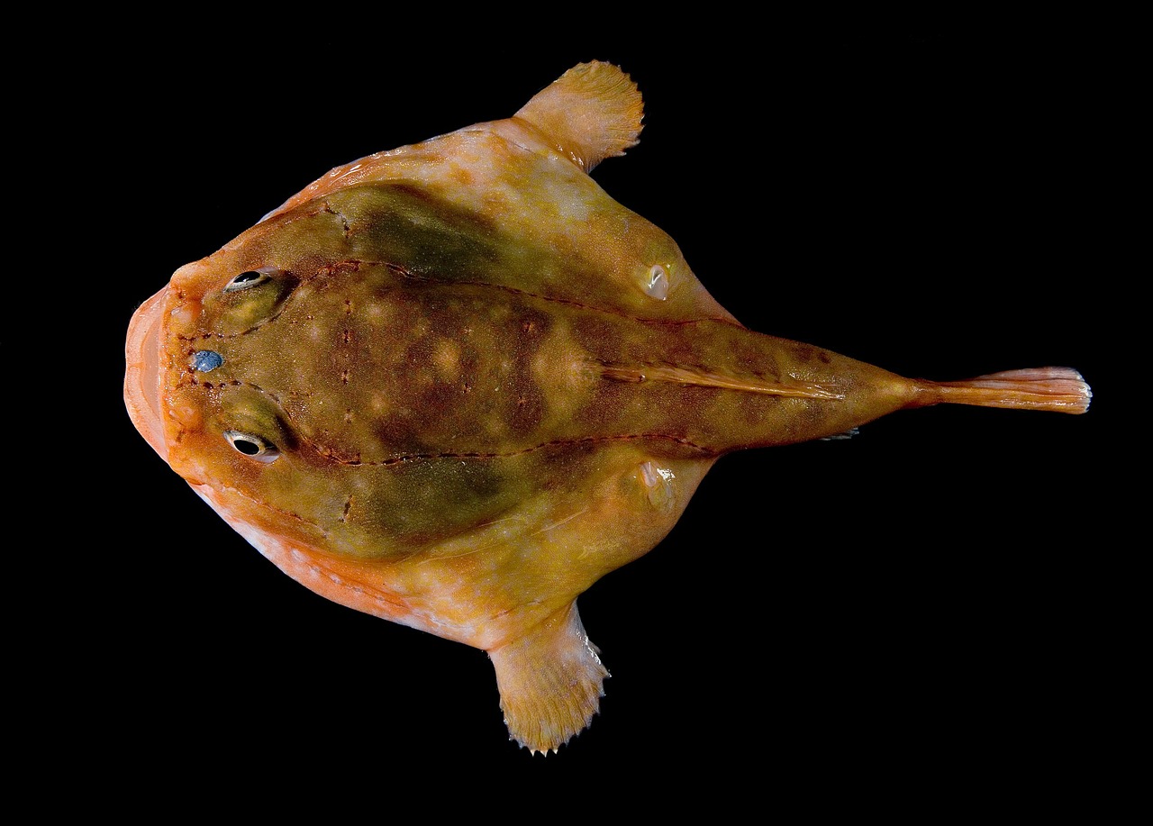 Jūros Žiurkė, Žuvis, Chaunacidae, Chaunax Stigmaeus, Gili Jūra, Frogfish, Jūriniai Žuvys, Lophiiformes, Nemokamos Nuotraukos,  Nemokama Licenzija