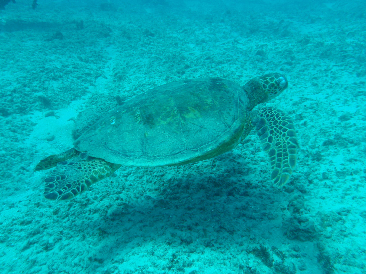 Jūra,  Vėžlys,  Hawaii,  Jūrų,  Jūrų Vėžlys 01, Nemokamos Nuotraukos,  Nemokama Licenzija