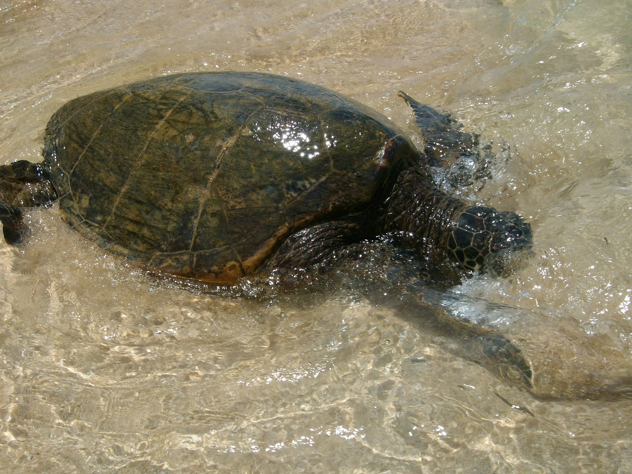 Jūrų Vėžlys, Hawaii, Vėžlys, Jūra, Jūrų, Nemokamos Nuotraukos,  Nemokama Licenzija