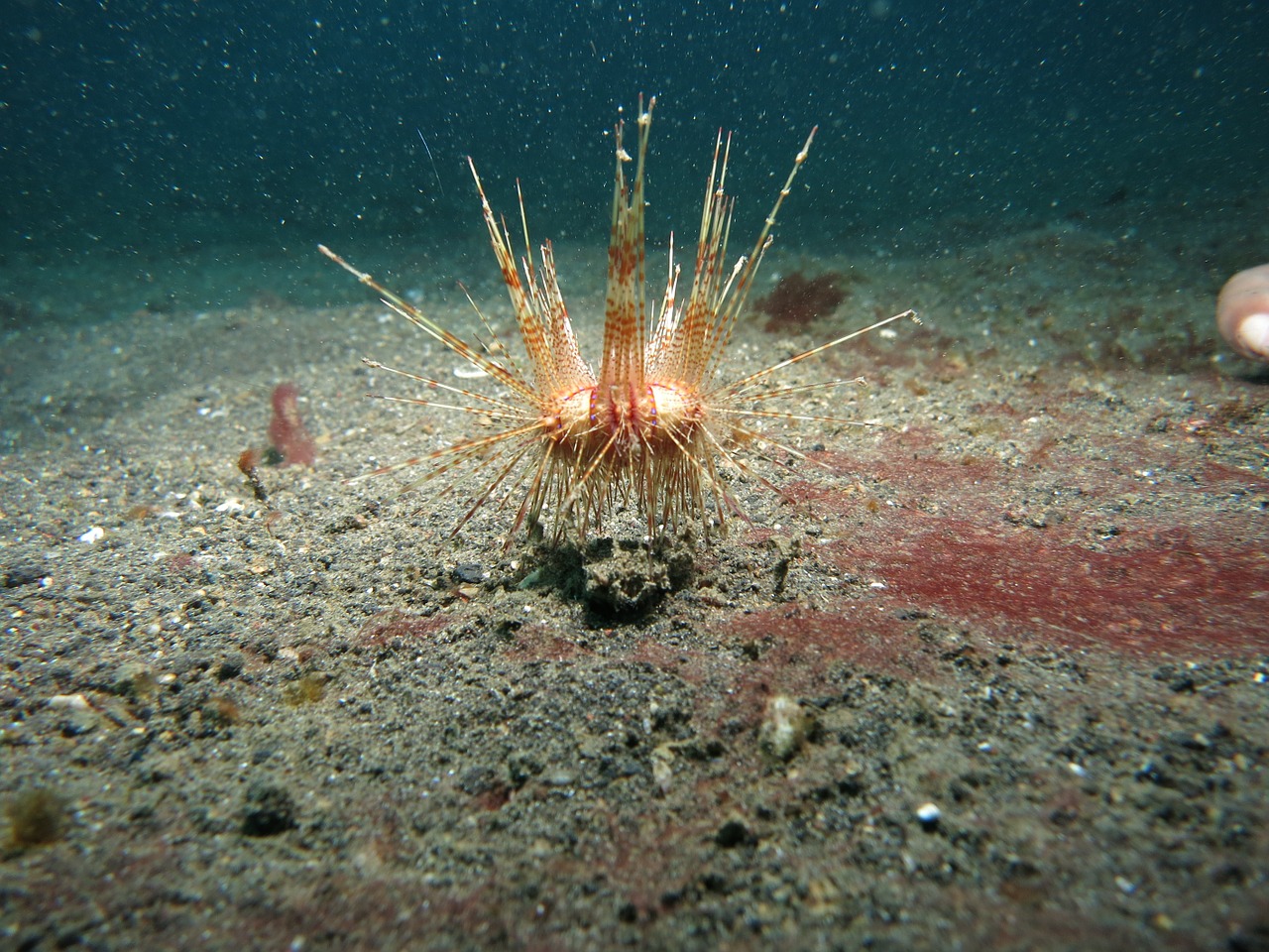 Jūrų Ežiai, Lembeh, Povandeninis, Vandenynas, Jūra, Urchin, Būtybių, Indonezija, Ramiojo Vandenyno Regionas, Vanduo