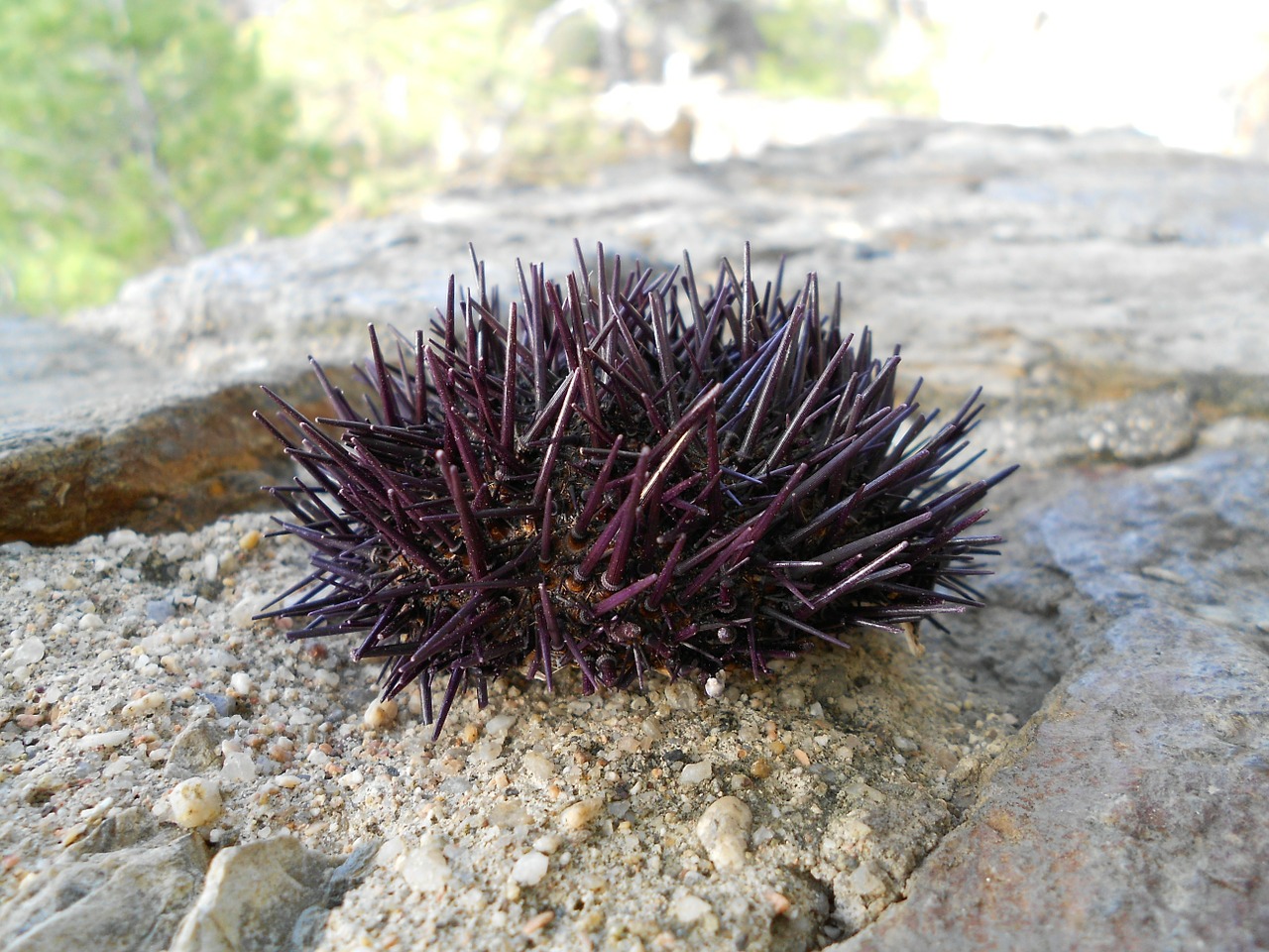 Jūrų Ežiai, Gyvūnas, Gamta, Jūrų, Natūralus, Laukinė Gamta, Vasara, Pajūryje, Spiglys, Echinoidea