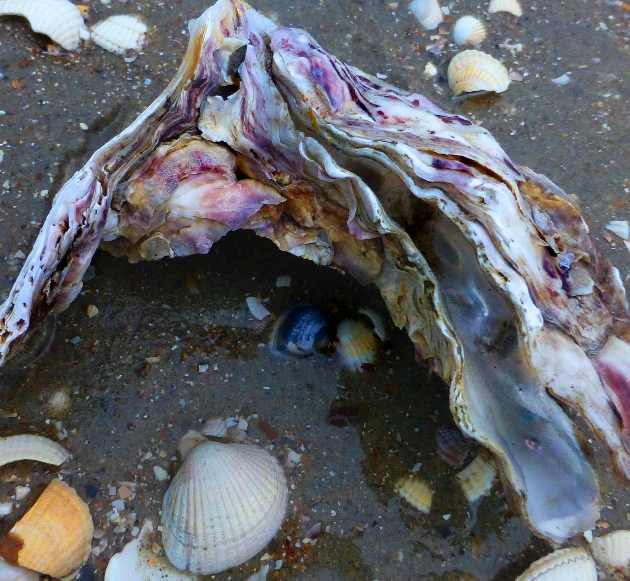 Jūros Gėrybės, Laukinės Austrės, Zeeland, Šiaurės Jūra, Nemokamos Nuotraukos,  Nemokama Licenzija