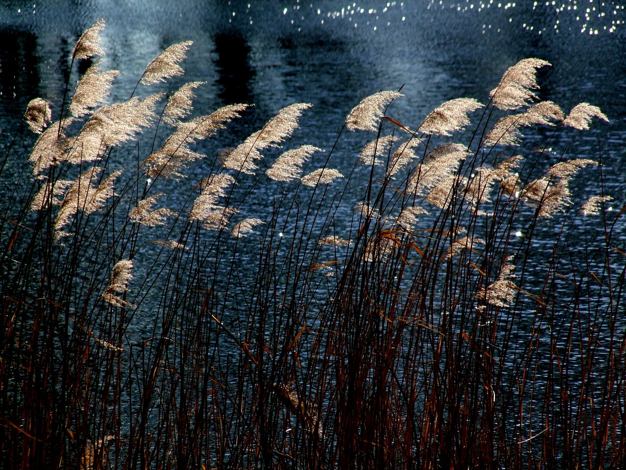 Seagrass, Vandens Augalas, Vanduo, Poilsis, Tylus, Atsipalaidavimas, Poezija, Gamta, Nemokamos Nuotraukos,  Nemokama Licenzija