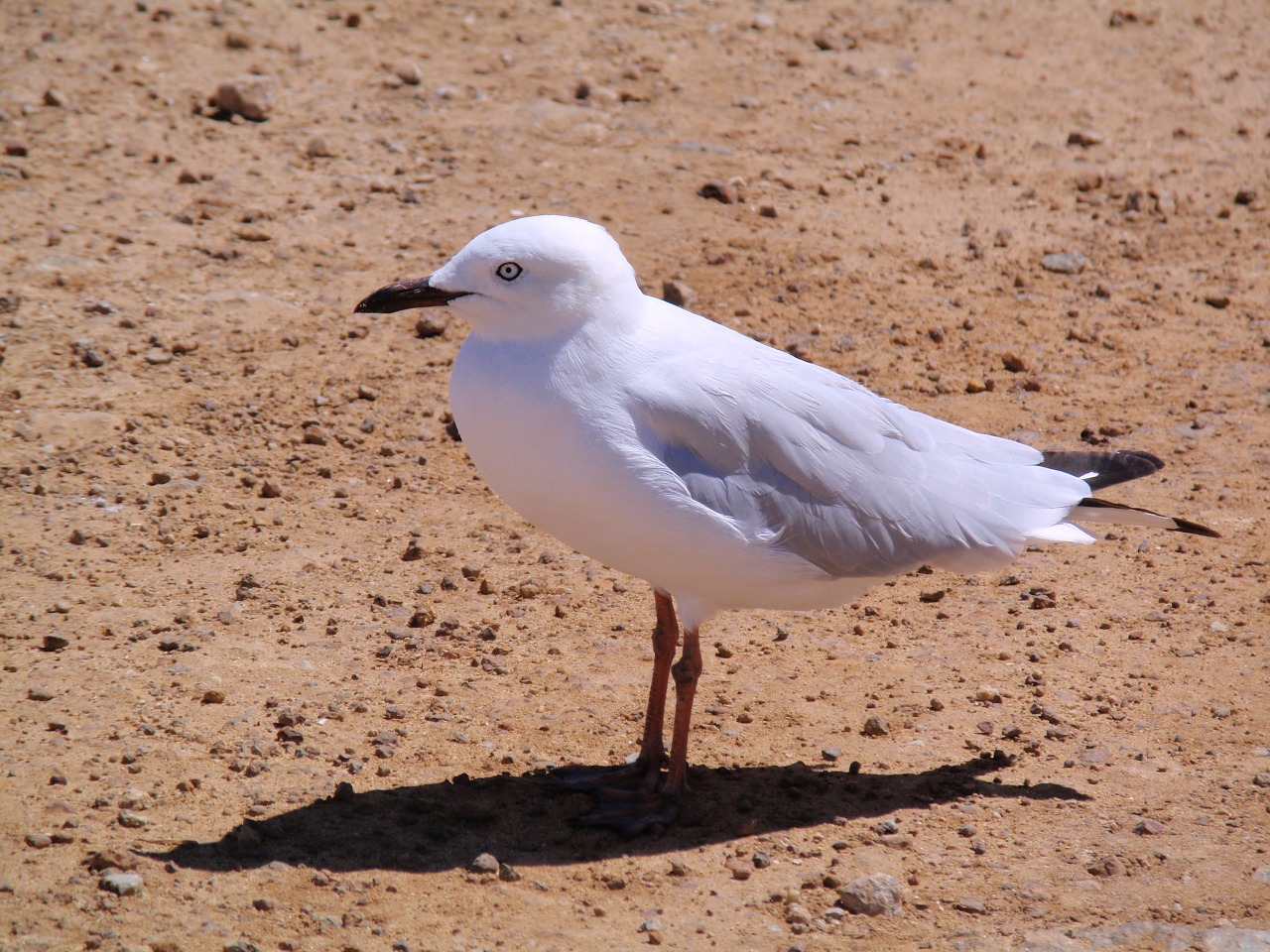 Seagul, Paukščiai, Kajakas, Skraidantis, Gyvūnas, Dangus, Laukinė Gamta, Vanduo, Vandenynas, Plunksna