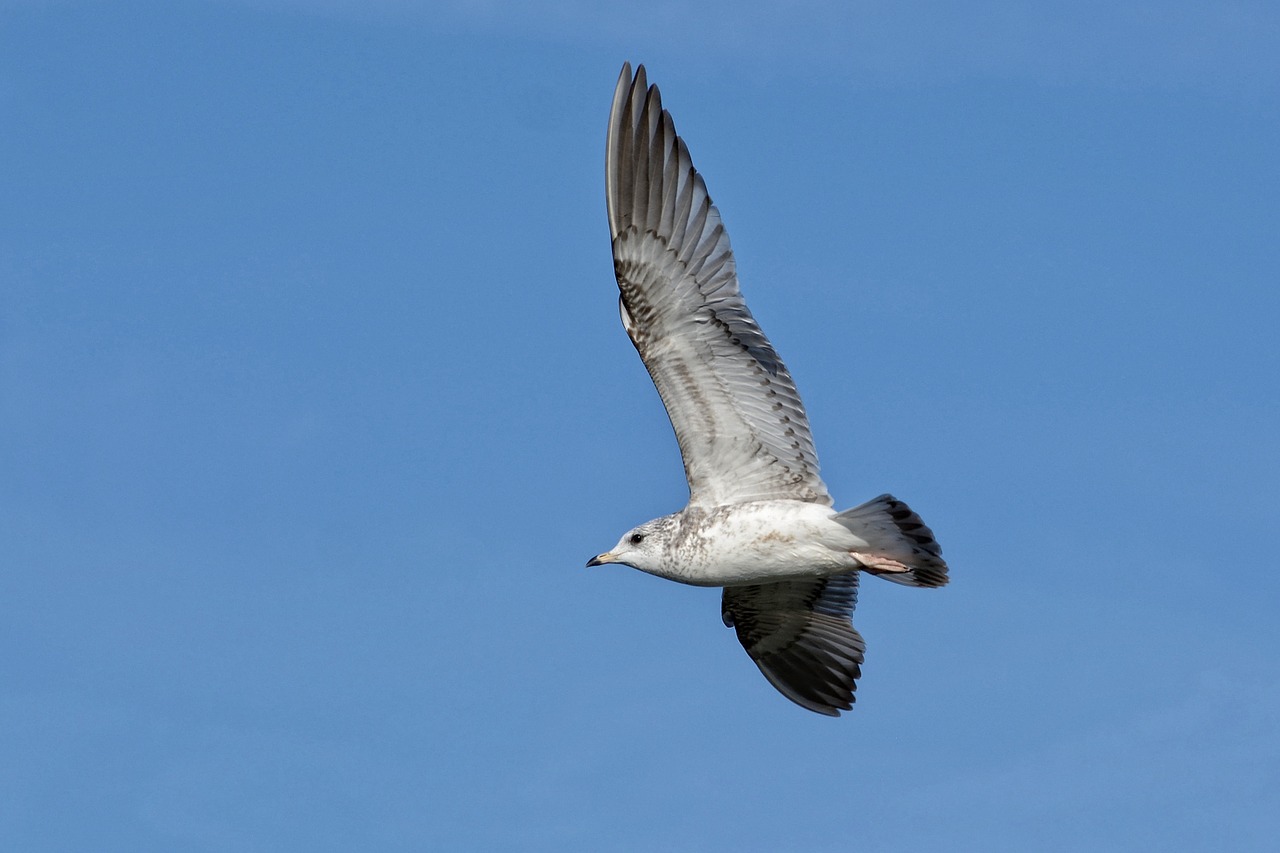 Kajakas, Ring-Billed, Plunksna, Vandens Paukštis, Gyvūnų Pasaulis, Laukinės Gamtos Fotografija, Skristi, Plumėjimas, Paukštis, Gamta